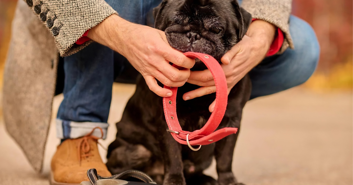 Durable Dog Accessories That Last Years (Not Weeks)