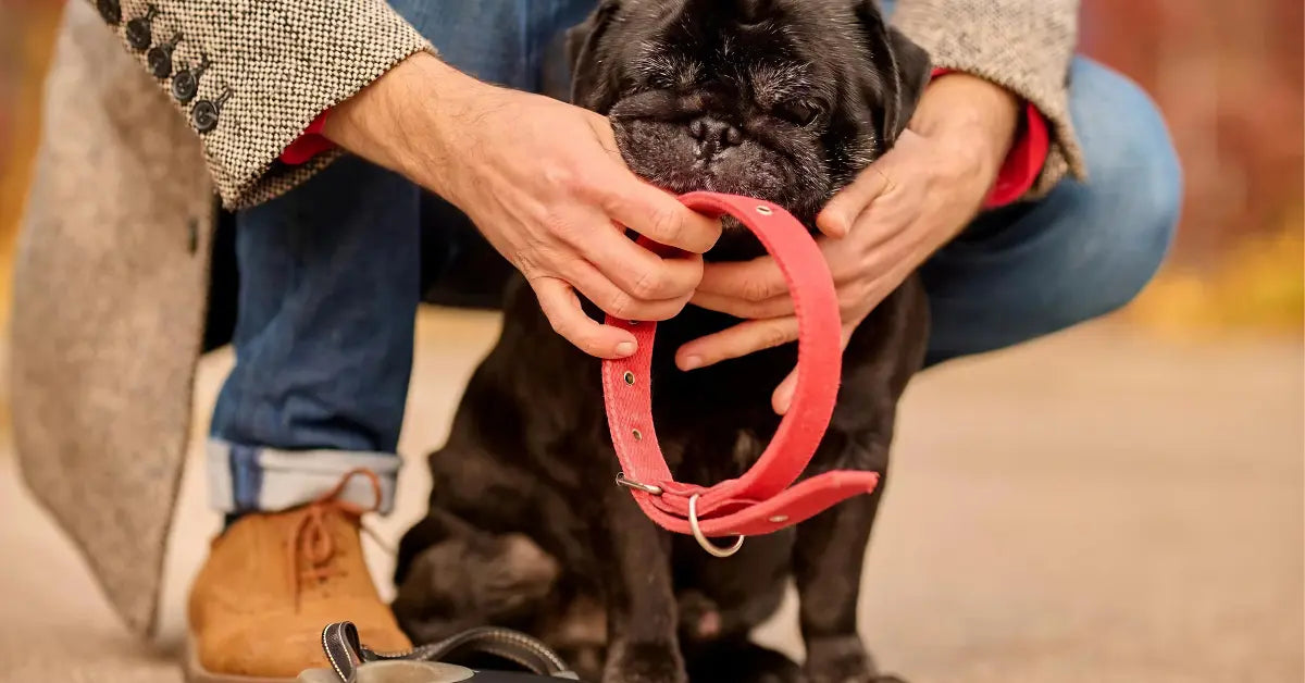 Durable Dog Accessories That Last Years (Not Weeks)