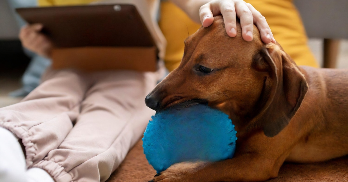 Lazy Pet Moving with Smart Tech voofvoof
