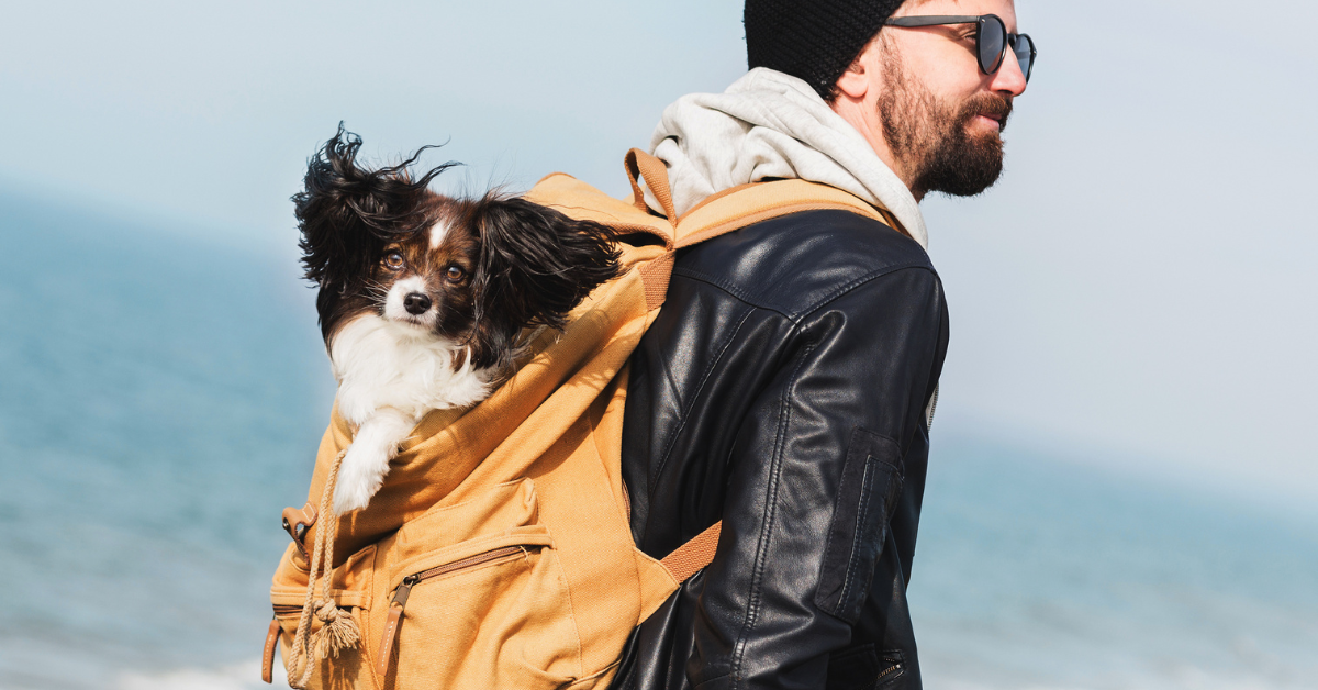 🐾 The Ultimate Guide to Safe Traveling with Your Cat/Dog in Europe (2026)