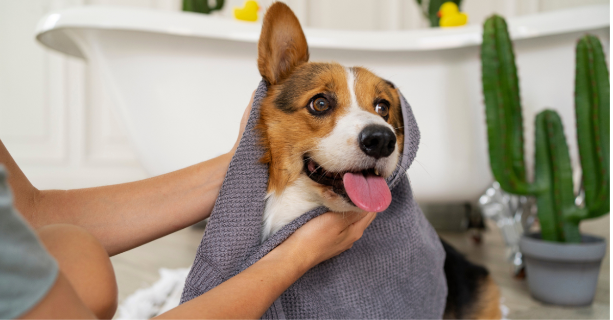 🐾 Pet Grooming at Home: Professional Results with the Right Tools (2026 Guide)