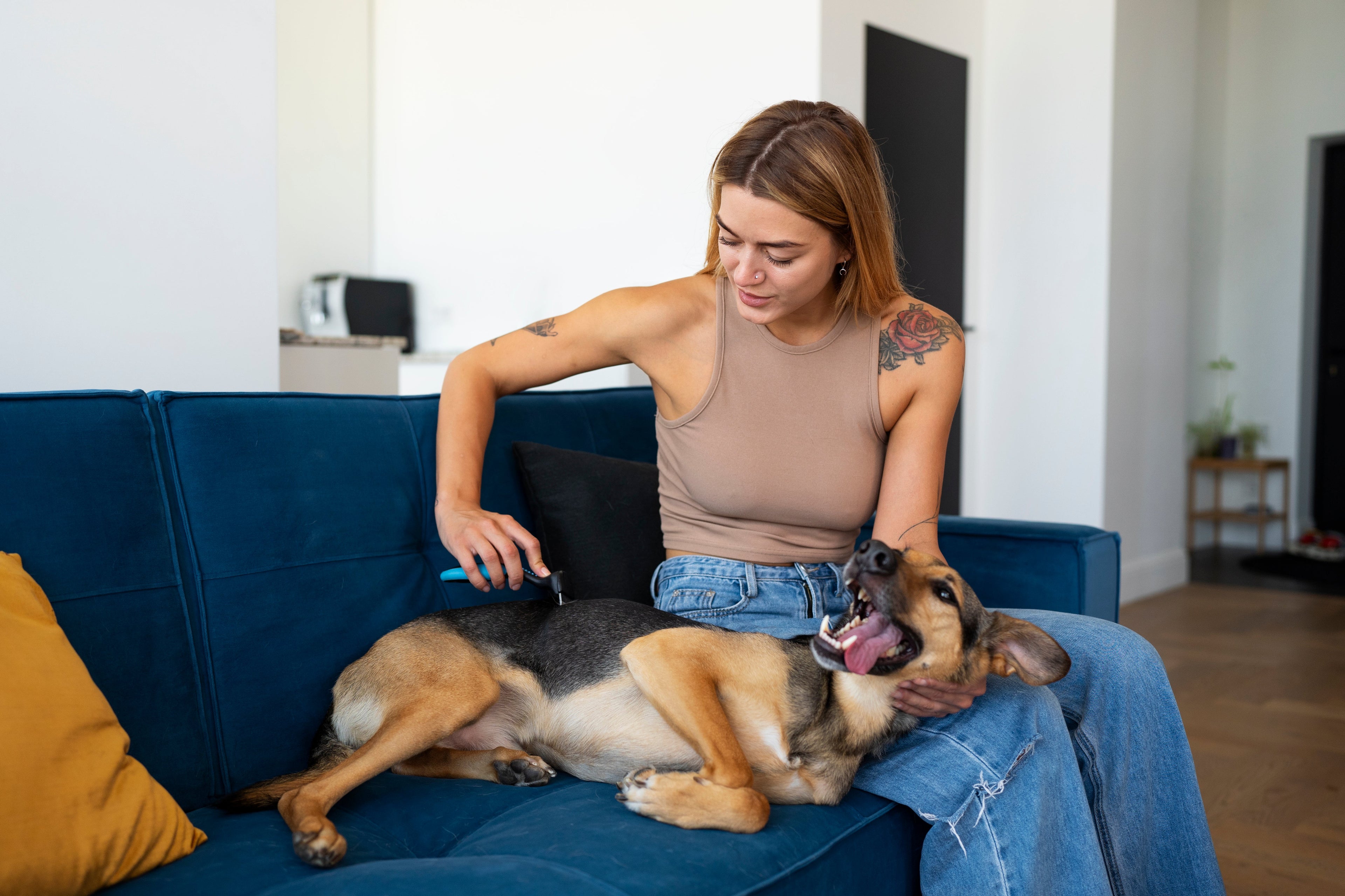 Why Premium Pet Gear is Actually Cheaper in the Long Run (2026 Guide)