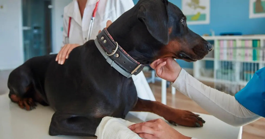 Signs Your Dog Needs an Orthopedic Bed: Joint Health Guide