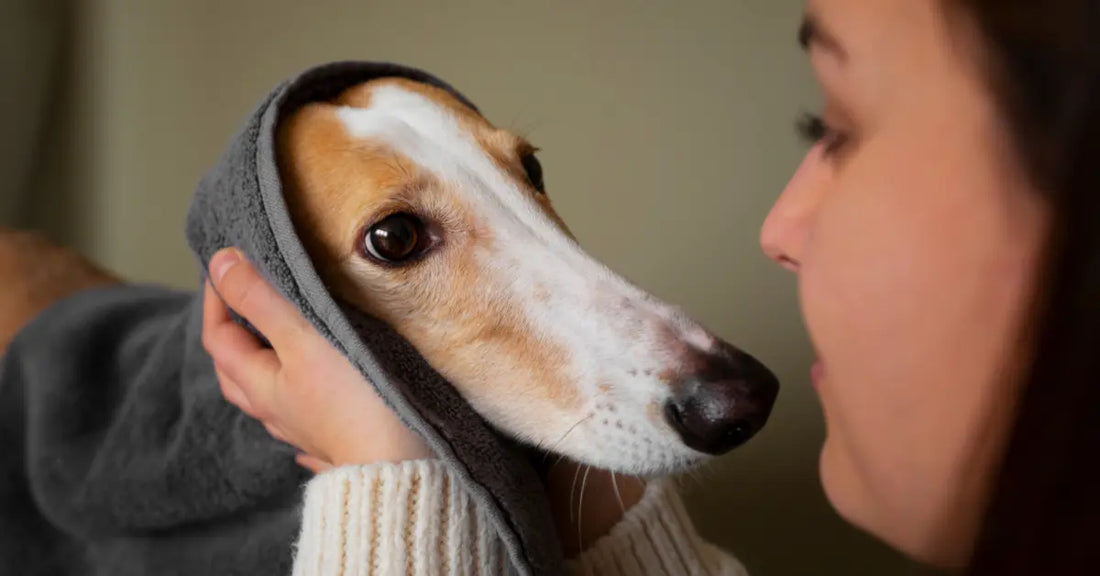 Why Dogs Hate Getting Wet Paws