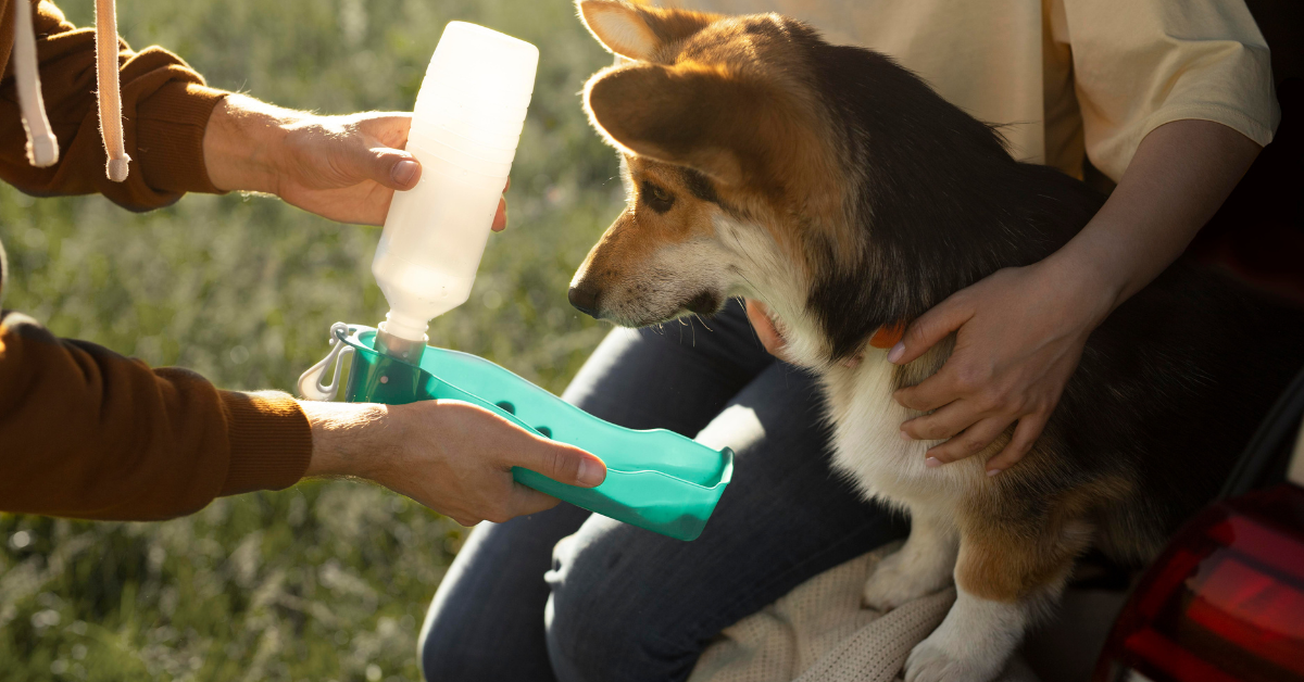 voofvoof-blog-dog-water-botal