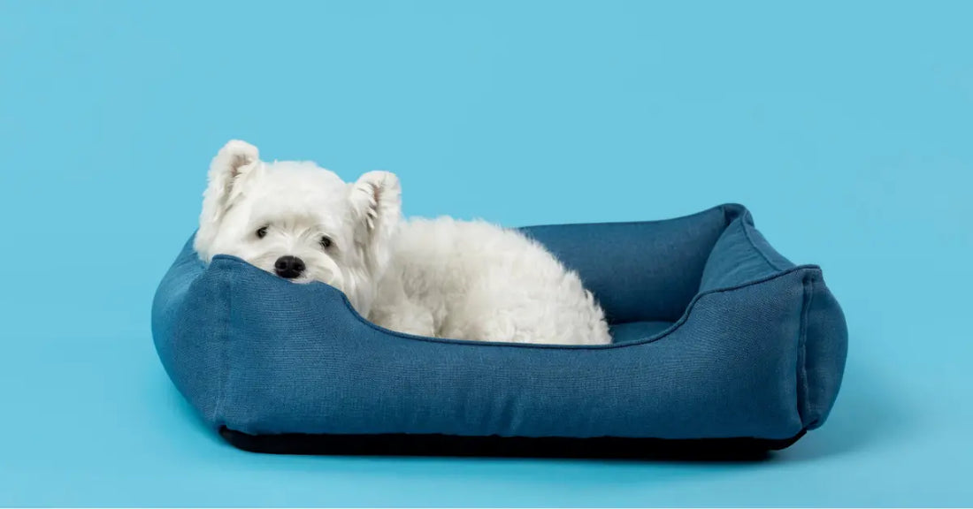 Best Orthopedic Dog Bed for Senior Dogs with Joint Pain (2026 Guide)