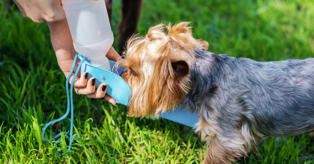 voofvoof-Dog-Drink-water-blog 