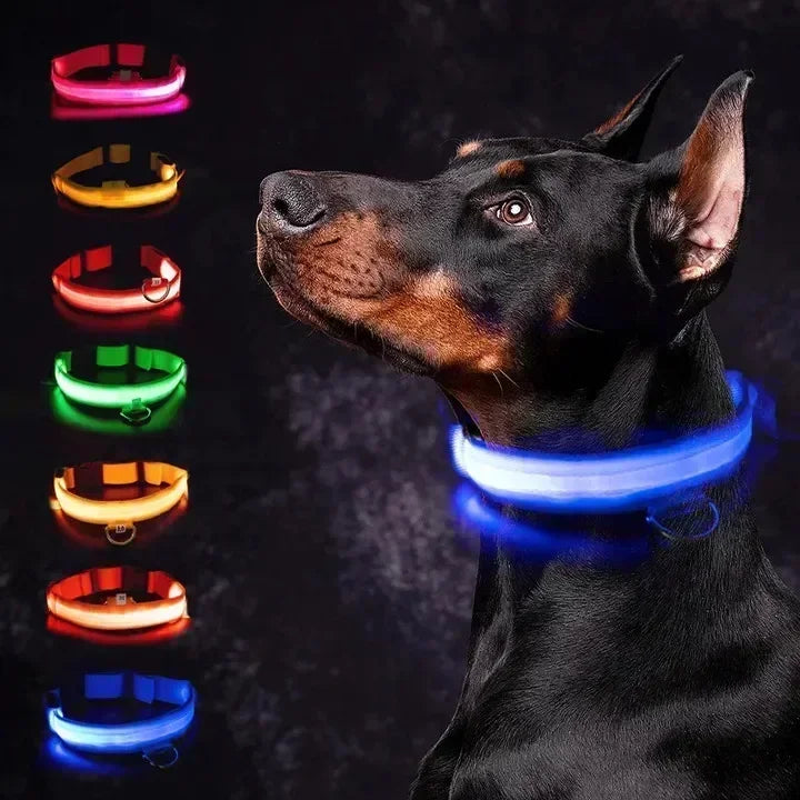 Ultra-Glow USB Dog Collar