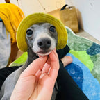Summer Dog Sun Hat – Breathable Adjustable Cap with Ear Holes for Small & Medium Dogs
