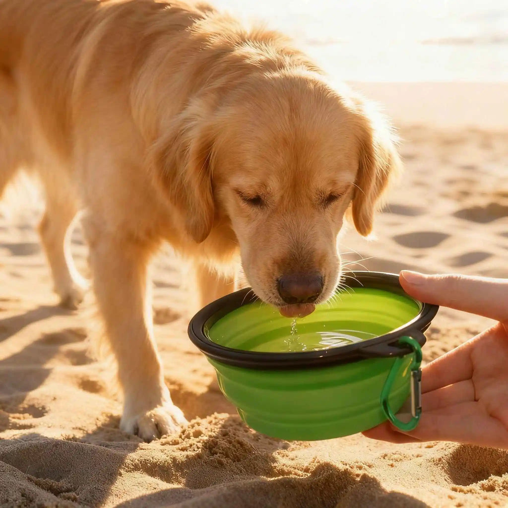 TPE Collapsible Pet Travel Bowl