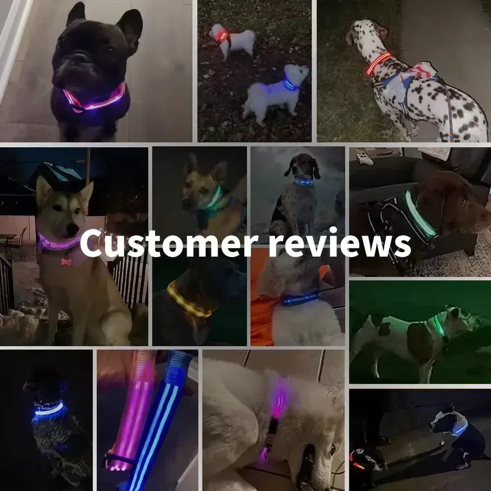 Ultra-Glow USB Dog Collar