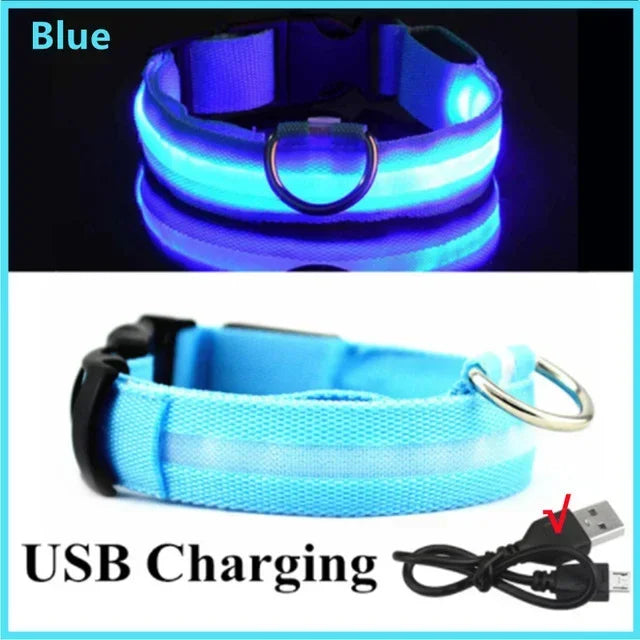 Ultra-Glow USB Dog Collar